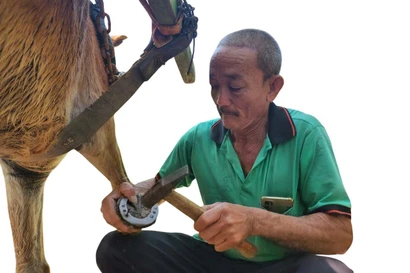 Ông Phạm Chí Bình đóng móng sắt cho ngựa