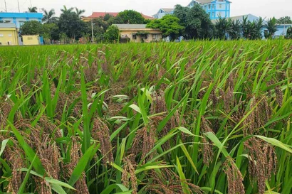 Tiên phong Nông nghiệp xanh - Nâng tầm giá trị nông sản Thủ đô