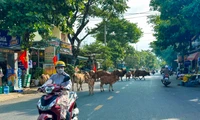 Đà Nẵng ra quân xử lý nghiêm việc thả rông trâu bò giữa phố 