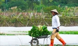 Giá rau tăng kỷ lục, nông dân ngoại thành Hà Nội vào 'mùa vàng' bội thu