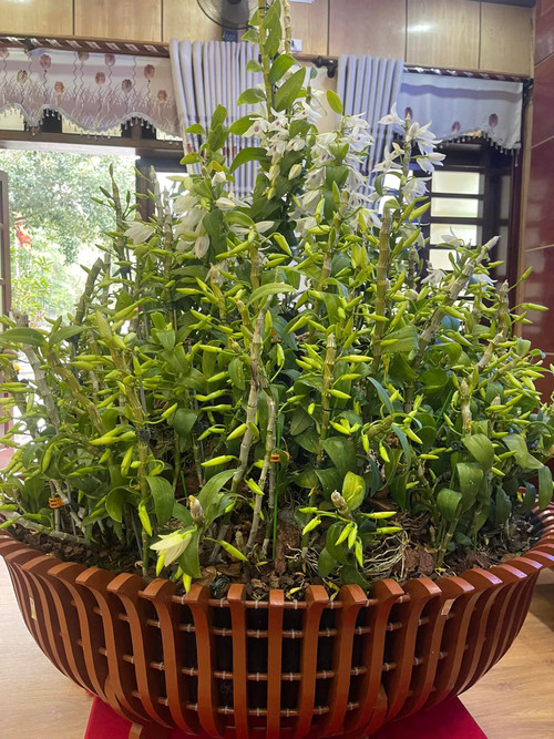 Một chậu lan đột biến 5 cánh trắng Phú Thọ.