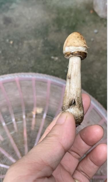 Ba mẹ con ngộ độc vì nghĩ nấm mọc dại là nấm hương.