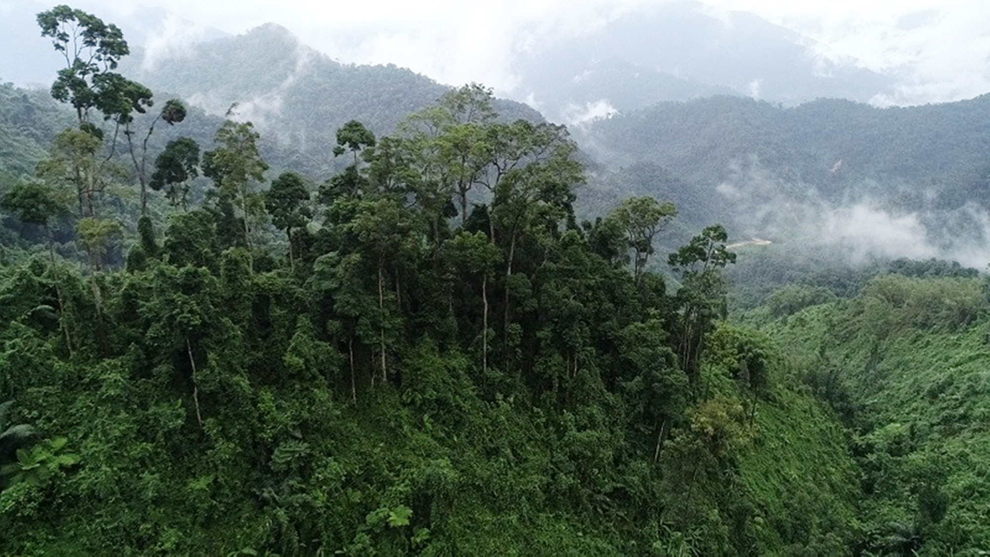 Huế thành lập Khu Dự trữ thiên nhiên bảo tồn hệ sinh thái quý hiếm | Báo  điện tử Tiền Phong