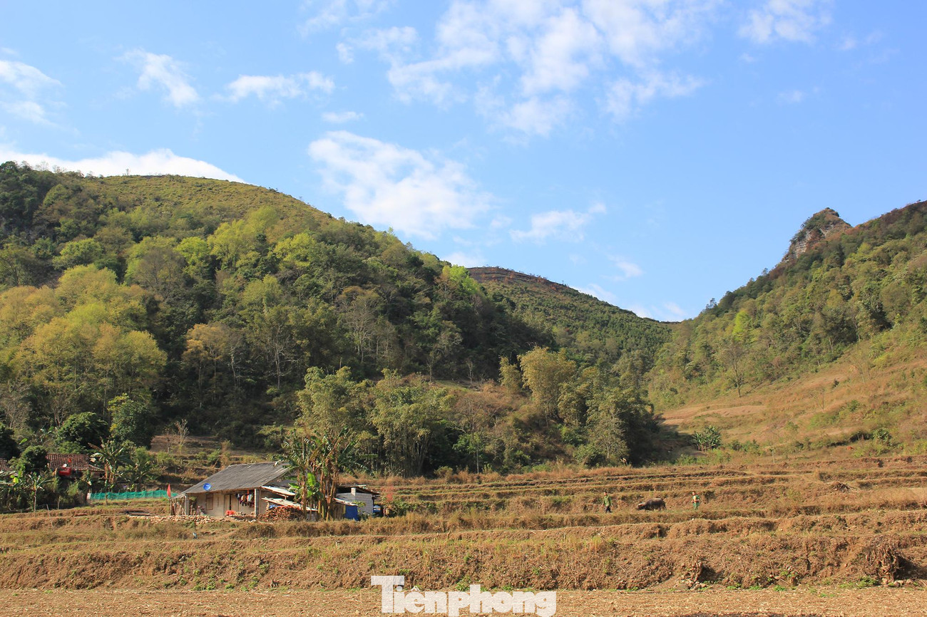 Vào gần cuối đông đầu xuân, lá sau sau có màu đỏ ối xen kẽ màu xanh non của lộc mới rồi cuối xuân sang hè lá có màu xanh mạ. Cuối hè đầu thu, lá ngả màu vàng rồi chuyển sang đỏ rực tạo nên cảnh sắc tựa như rừng phong xứ ôn đới.