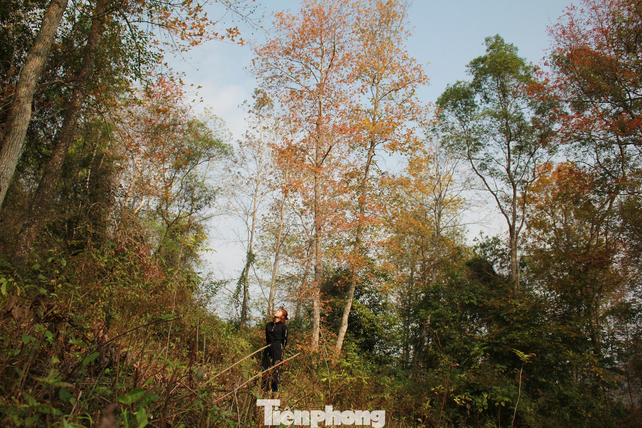 Thân sau sau cao, to, thẳng, vỏ cây màu trắng đục, có những đốm loang màu ghi nên vào mùa đông trông giống như những cánh rừng bạch dương ở một số nước phương tây.