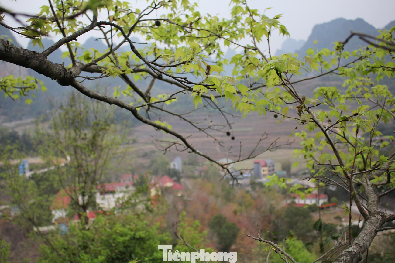 Đặc biệt, các cánh rừng sau sau ở Hạ Lang cũng bắt đầu đổi sang màu đỏ vô cùng bắt mắt.