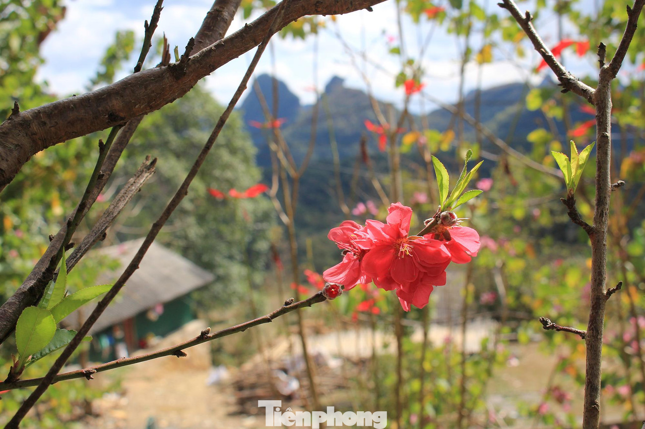 Khung cảnh hoa đào sớm bung nở, khoe sắc dưới nắng chiều cuối năm bên những nóc nhà của đồng bào người Nùng tại Hạ Lang.