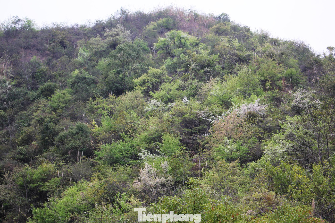 Hoa dại trên những triền núi miền biên viễn cũng bắt đầu khoe sắc.