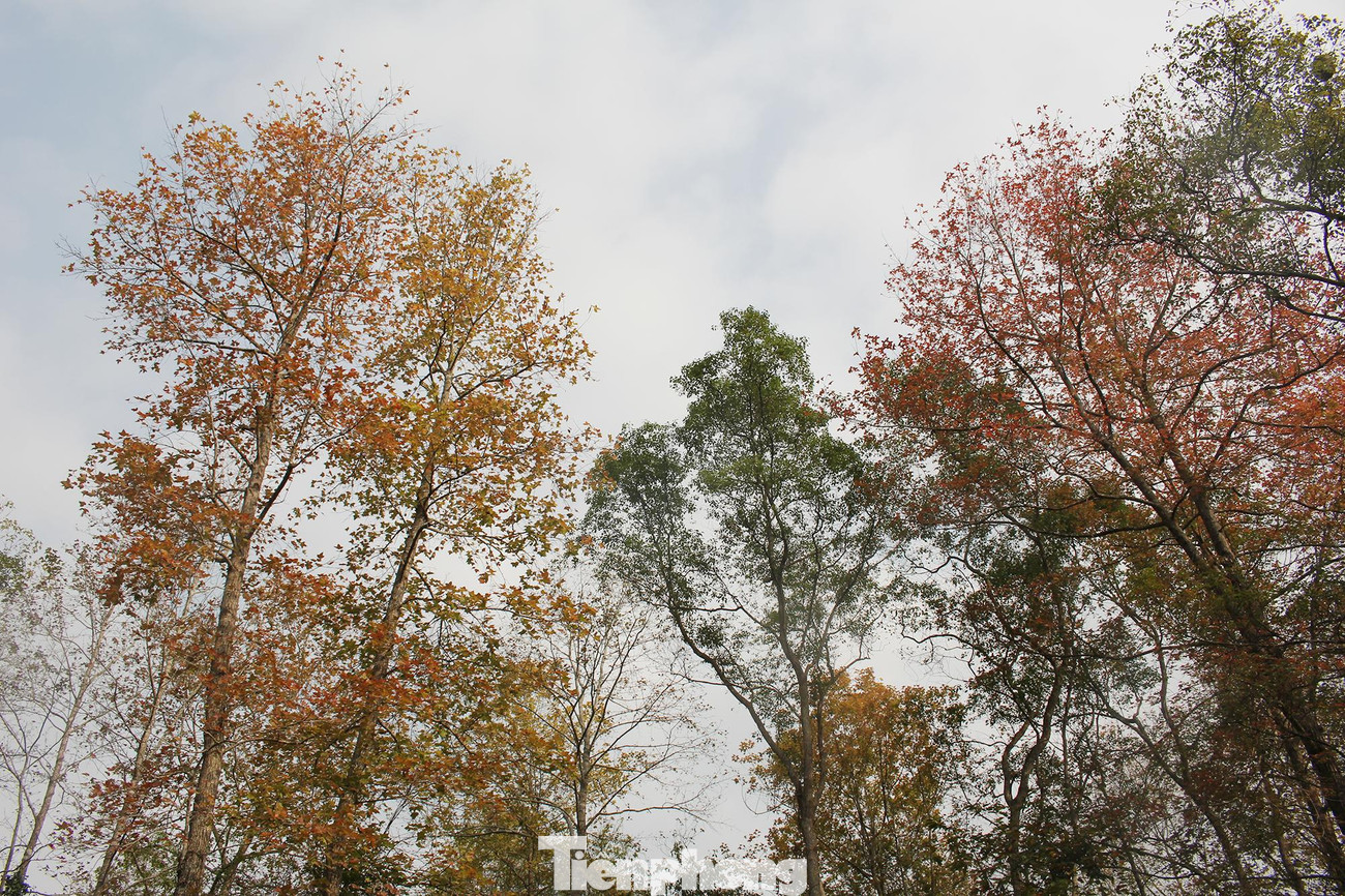 Theo khoa học cây sau sau còn có tên là phong hương, bạch giao hương trong khi người Tày ở Cao Bằng và các tỉnh khu vực đông bắc gọi cây sau sau là mạy sầu. Chúng thường mọc thành quần thể như rừng.