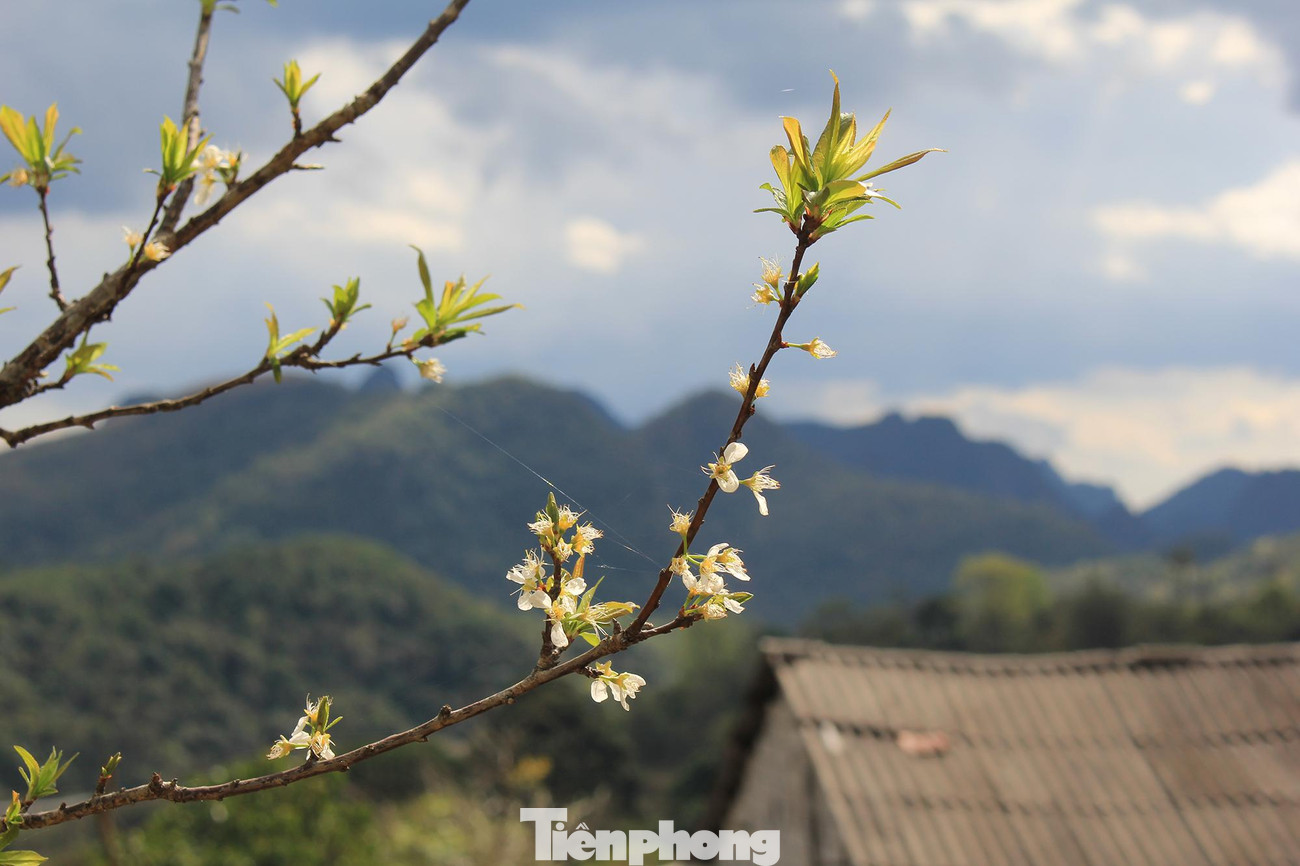 Mặc dù hơn 1 tháng nữa mới đến Tết Nguyên đán 2022 nhưng tại một số thôn, bản tại huyện biên giới Hạ Lang (Cao Bằng), hoa mận, hoa đào, hoa ban,... đã lác đác trổ những bông sớm.