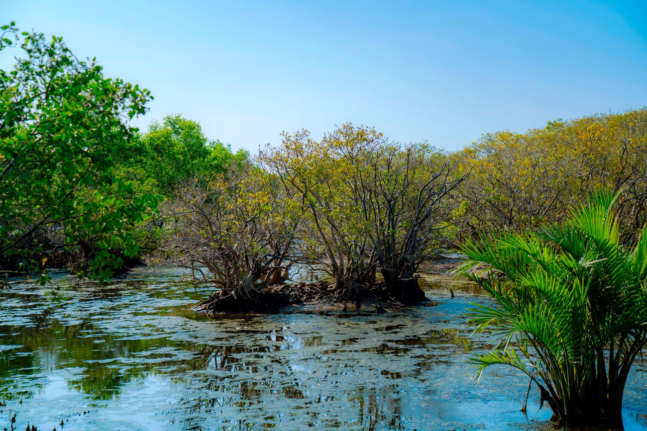 Rú Chá có tổng diện tích khoảng 5 ha. Từ lâu, nơi đây là địa chỉ du lịch, check-in, khám phá thiên nhiên hoang dã quanh năm của nhiều du khách, người dân, giới trẻ. Đây cũng là địa chỉ nghiên cứu của các nhà khoa học, sinh viên về lâm sinh, môi trường, rừng ngập mặn. Ảnh: Đình Hoàng