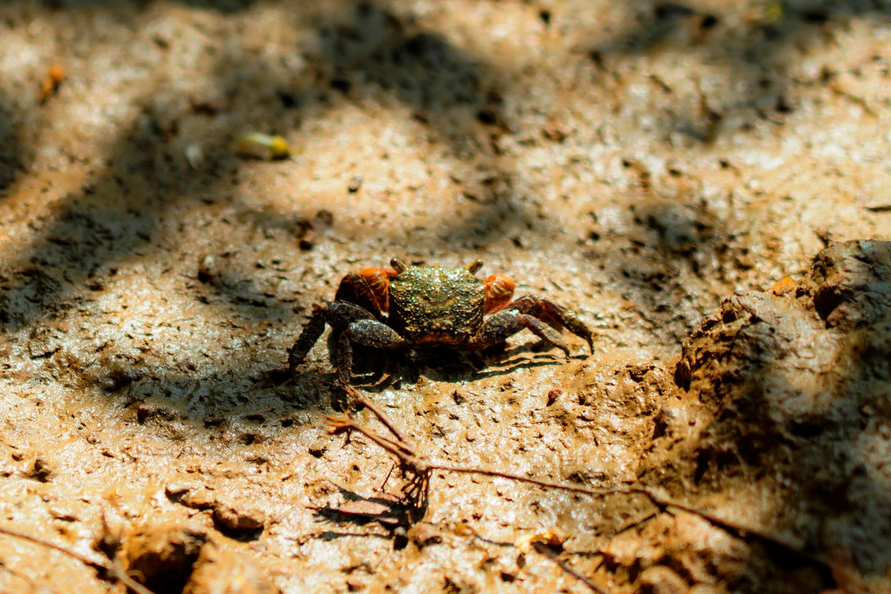 Sinh vật trong rừng ngập mặn. Ảnh: Đình Hoàng