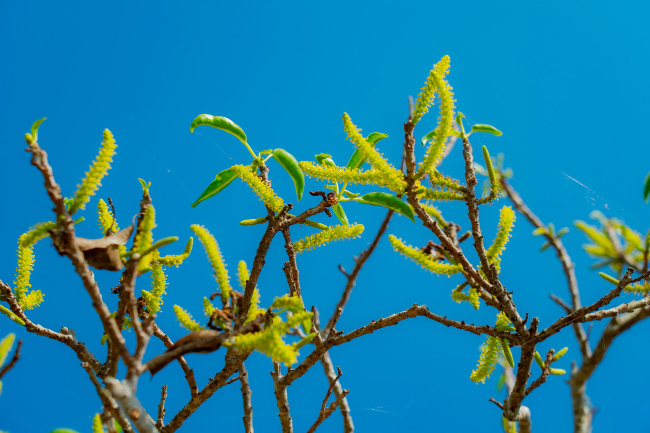 Vào mùa thu, những cây chá thay lá và bắt đầu trổ bông rực rỡ. Đây cũng là dấu hiệu thông báo rằng mùa mưa lũ sắp đến. Ảnh: Đình Hoàng