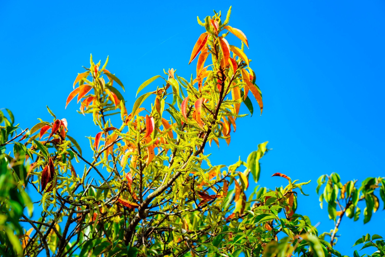 Cây chá. Ảnh: Đình Hoàng