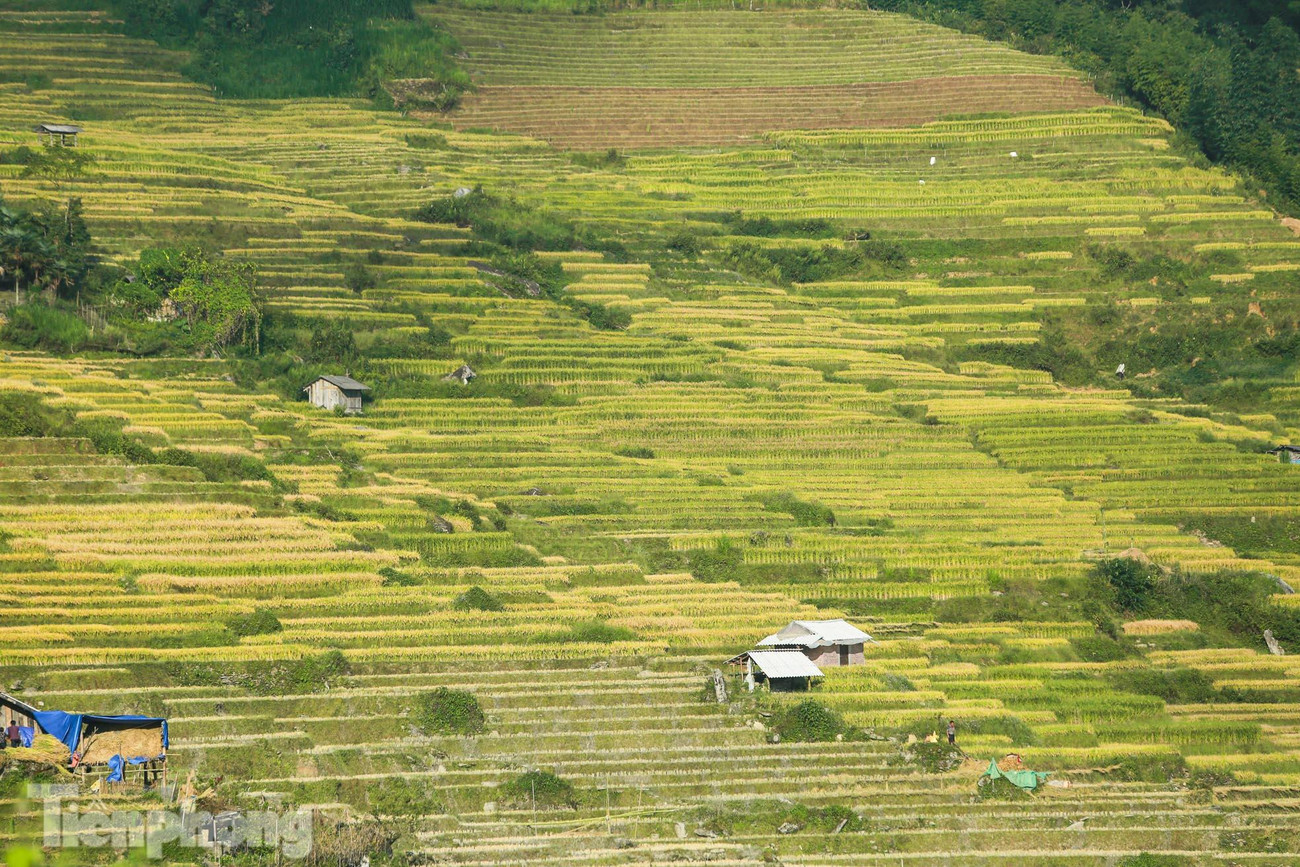 Mùa vàng ở Y Tý đến và đi trong khoảng thời gian khá vội. Lúa chín từ tháng 9 đến đầu tháng 10. Thời gian &quot;mùa vàng&quot; đẹp nhất vào khoảng 2 tuần đầu tháng 9. Đây cũng là thời điểm Y Tý đón nhiều khách tham quan trải nghiệm.