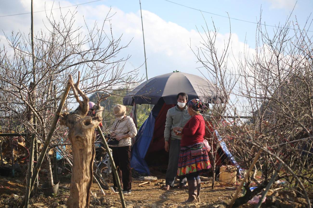 Người dân dựng lều để bán đào ngày đêm.