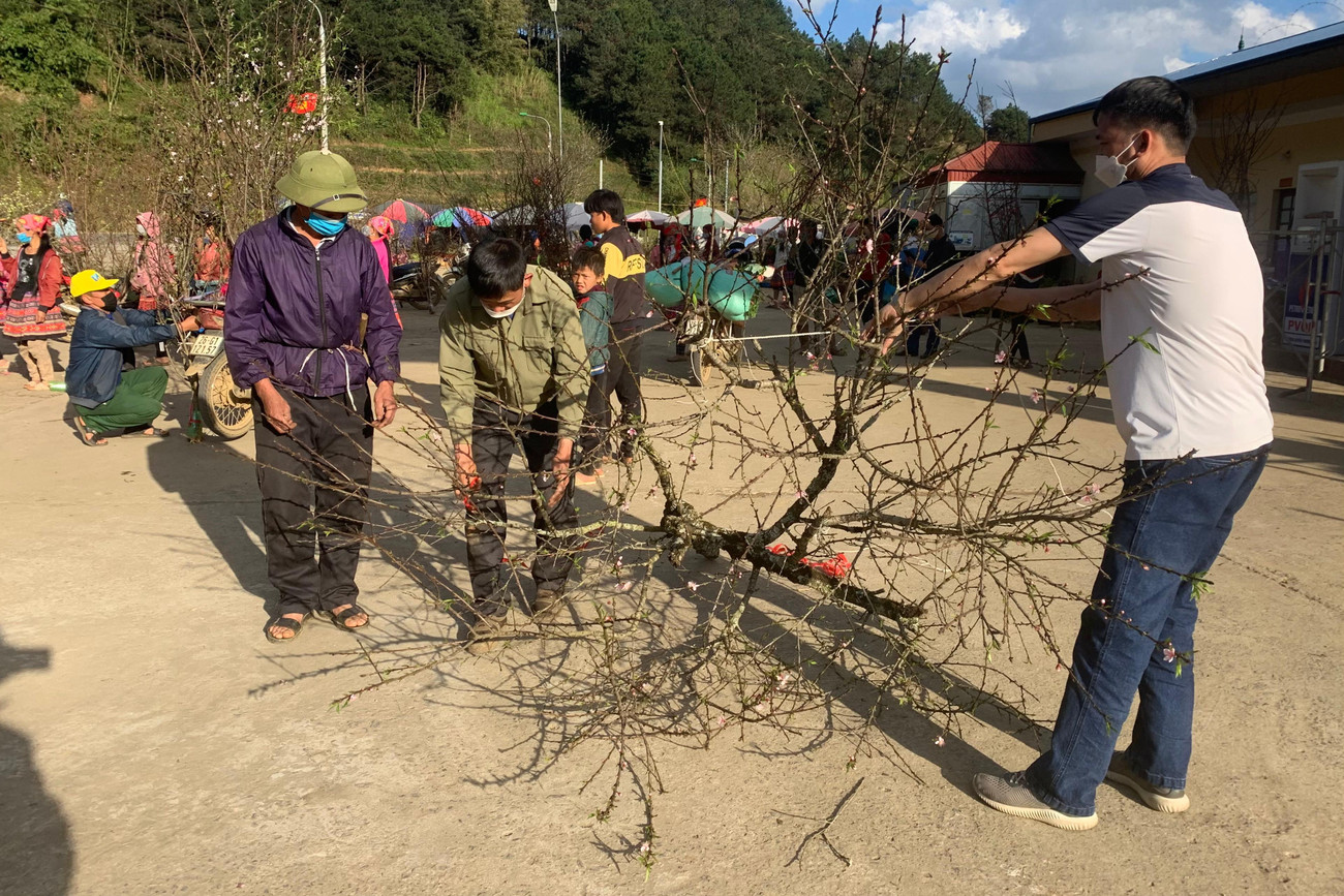 Đào được bó lại để chuẩn bị cho lên xe.