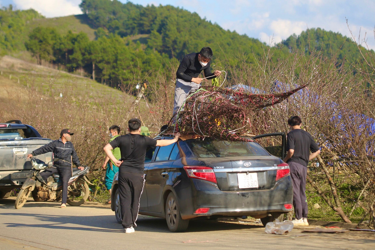 Vận chuyển đào về xuôi.