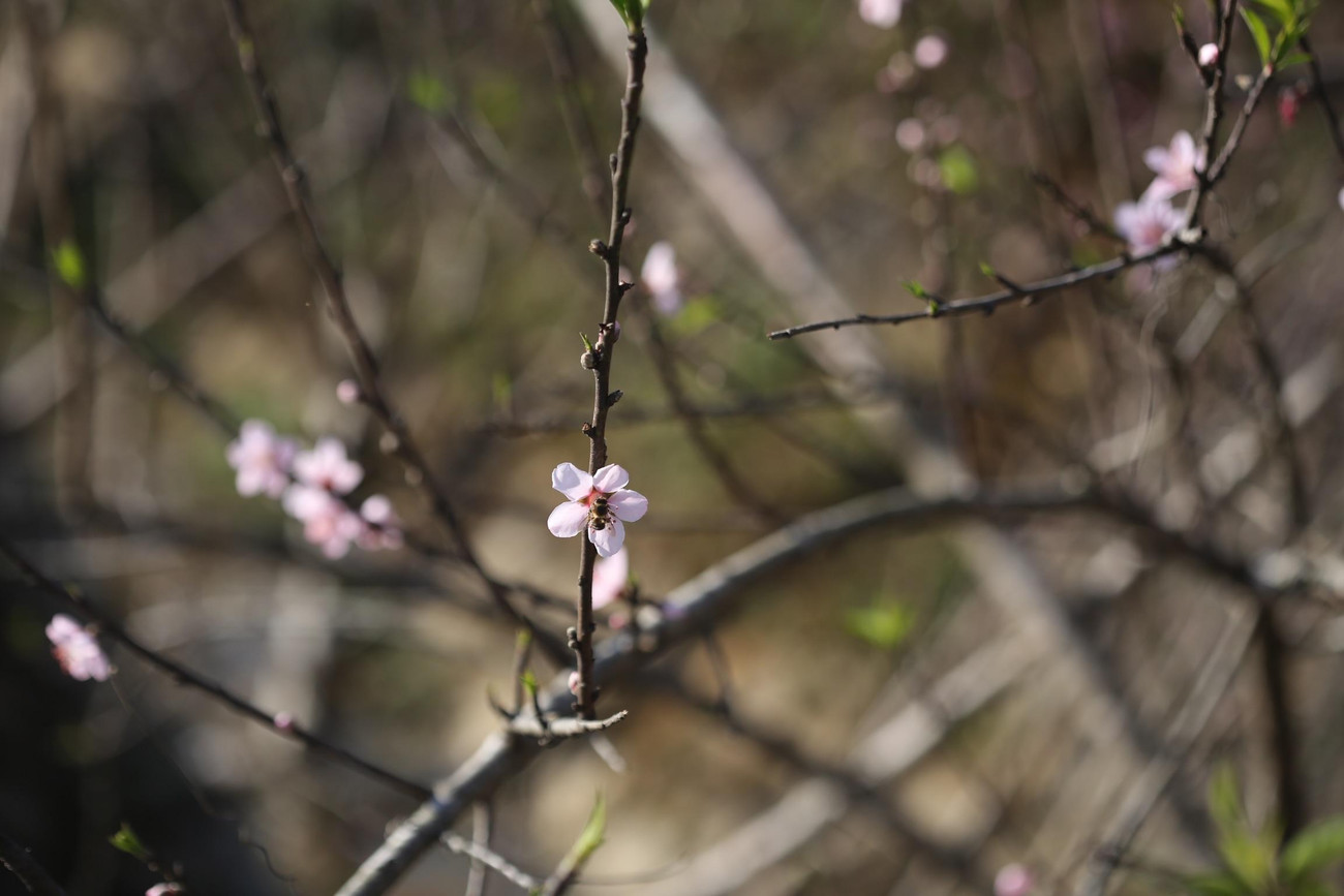Hoa màu phớt hồng có vẻ đẹp tự nhiên được nhiều người chơi đào ưa chuộng.