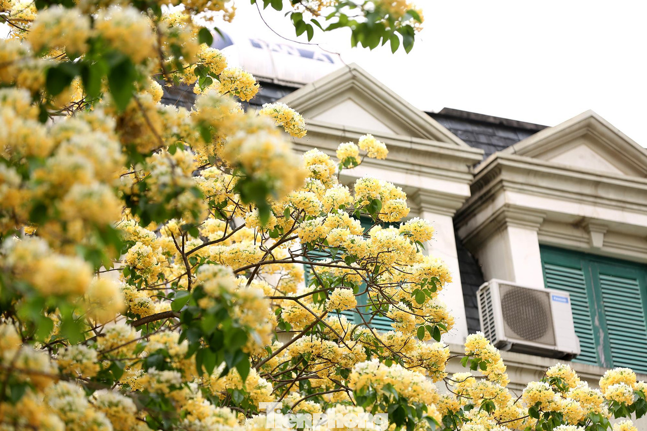 Theo người dân sống tở đây cho biết, cây hoa bún độc nhất vô nhị này đã có tuổi đời hơn 300 năm.