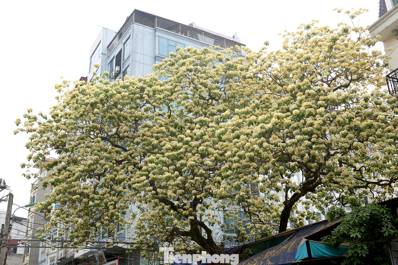 Với mùi thơm dễ chịu, khi nở, nhụy hoa có hình dáng giống với sợi bún, mỗi chùm hoa giống như một con bún. Nhìn từ xa, cả cây hoa khiến người ta liên tưởng tới... một rổ bún. Có lẽ bởi vậy nên người dân ở đây gọi luôn là cây hoa bún.