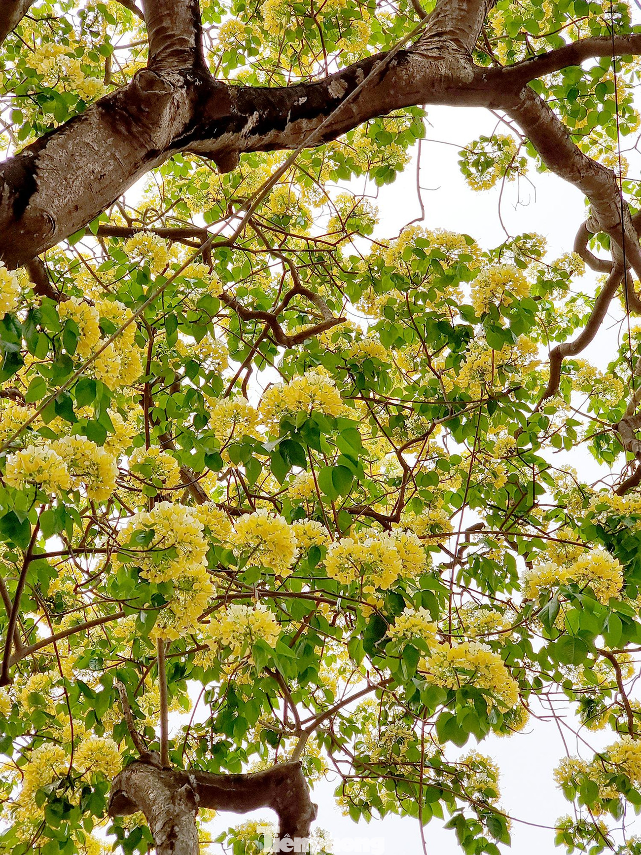 Cây hoa bún nở vàng ươm cả một góc trời, đã 300 năm qua gắn bó với biết bao nhiêu thế hệ làng Đình Thôn như một 'bảo vật' không thể thay thế.