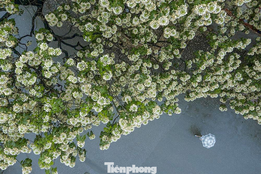 Giữa lòng thủ đô có một 'báu vật' của làng Đình Thôn (Mỹ Đình, TP Hà Nội) đang bắt đầu khoe sắc.