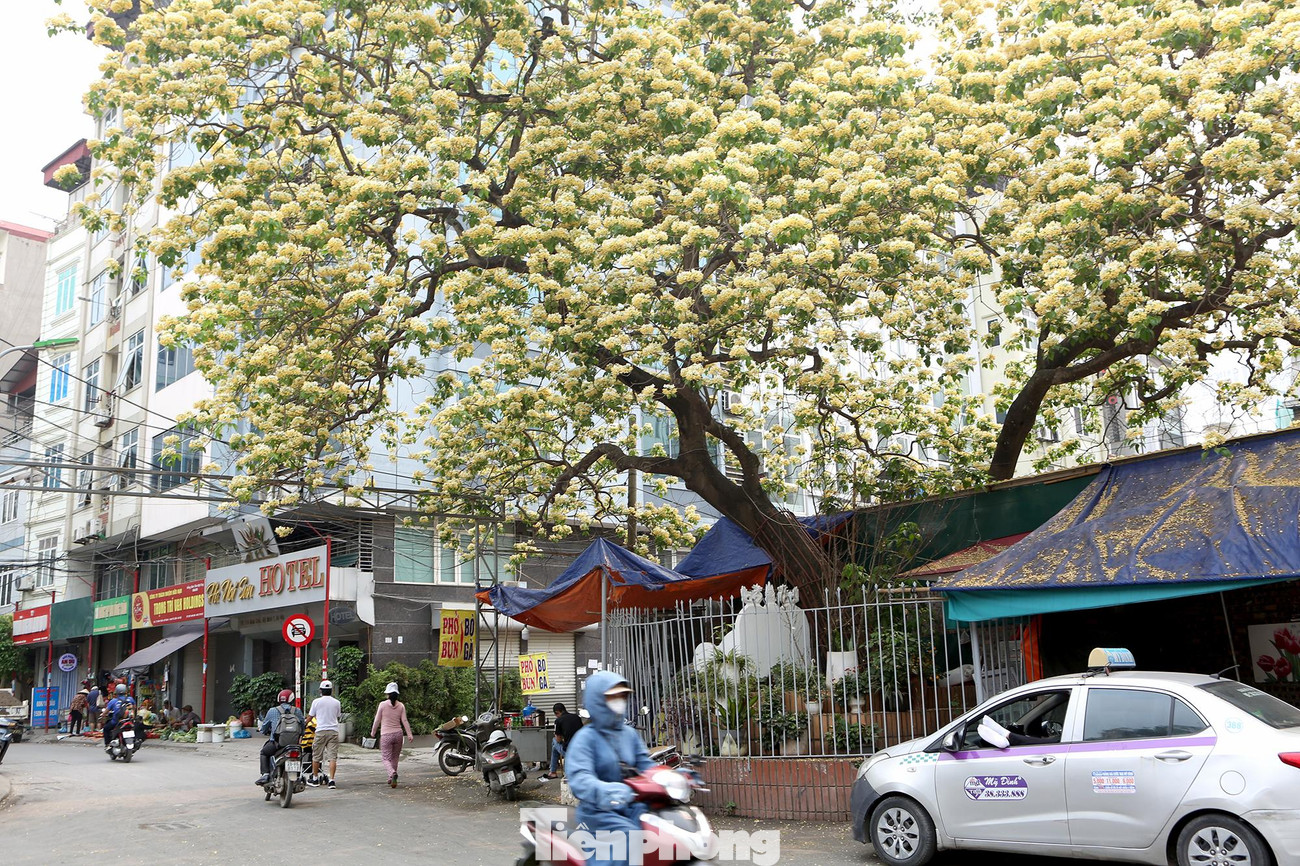 Cây hoa bún bung nở vàng ươm tựa như một mâm xôi khổng lồ, rực rỡ trong nắng sớm tháng 4 bắt mắt thu hút người chiêm ngưỡng tất cả mọi người.