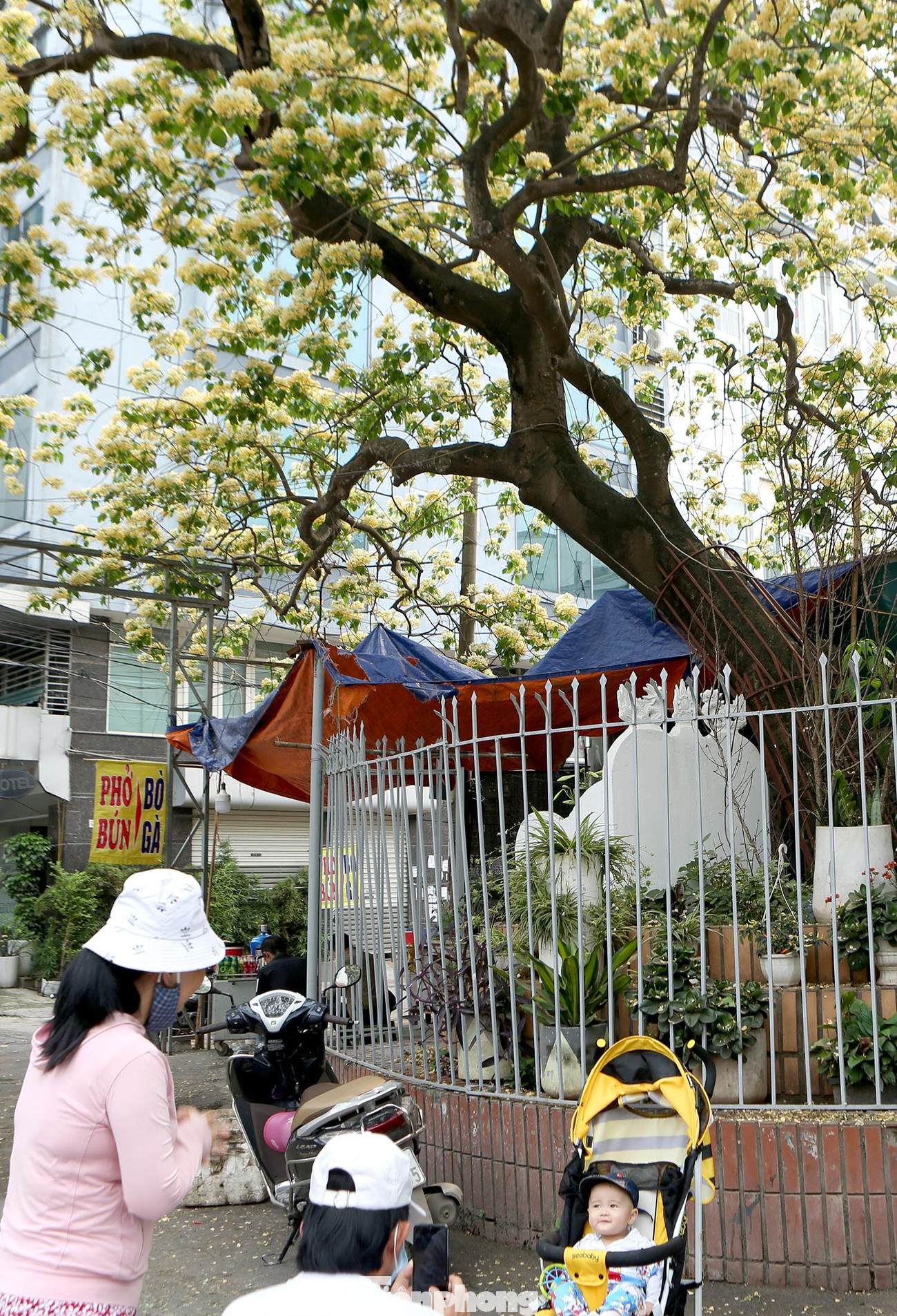 Vẻ đẹp 'khó cưỡng' của loại hoa này trong tiết trời tháng 4 khiến nhiều người dân thích thú đến check in và chụp hình lưu niệm.