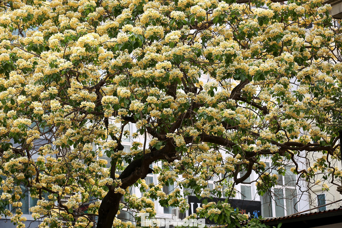 Cây hoa bún còn có tên gọi khác là bạch hoa hay màn màn. Hàng năm, cứ vào trung tuần tháng 3 đến tháng 4, cây lại bung nở tạo nên một màu vàng rực, bắt mắt.