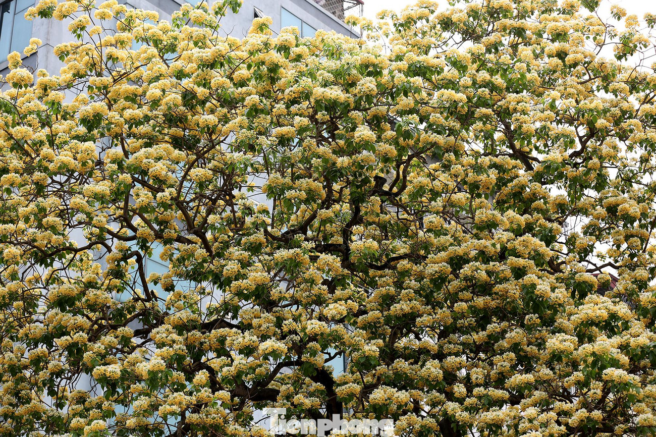 Hoa bún mọc thành từng chùm phía đầu cành, màu hoa vàng, trắng xen lẫn sắc xanh của lá bắt mắt.