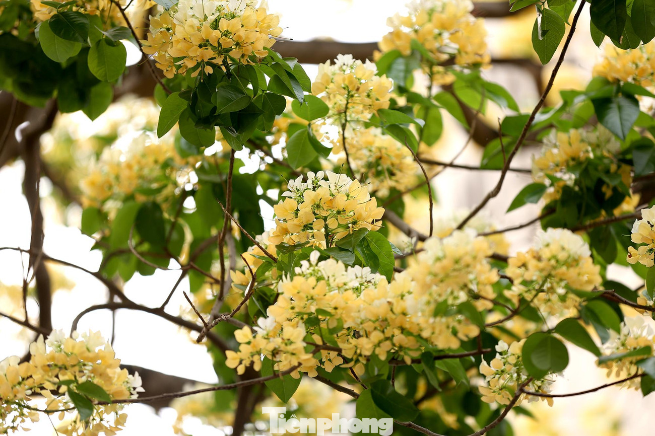 Cây hoa bún nở vàng rực, đẹp lung linh giữa đường phố Đình Thôn, phường Mỹ Đình 1, quận Nam Từ Liêm (Hà Nội).
