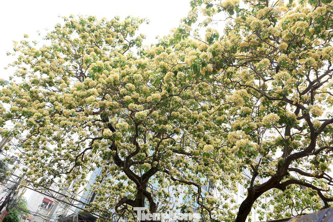 Hoa bún chỉ nở duy nhất một lần trong năm vào cuối tháng 3 hoặc đầu tháng 4 dương lịch. Sau một tháng, hoa sẽ tàn.