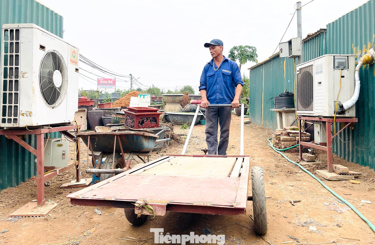 Các vườn đào thất thốn đều phải lắp phòng điều hòa để chăm sóc cây.