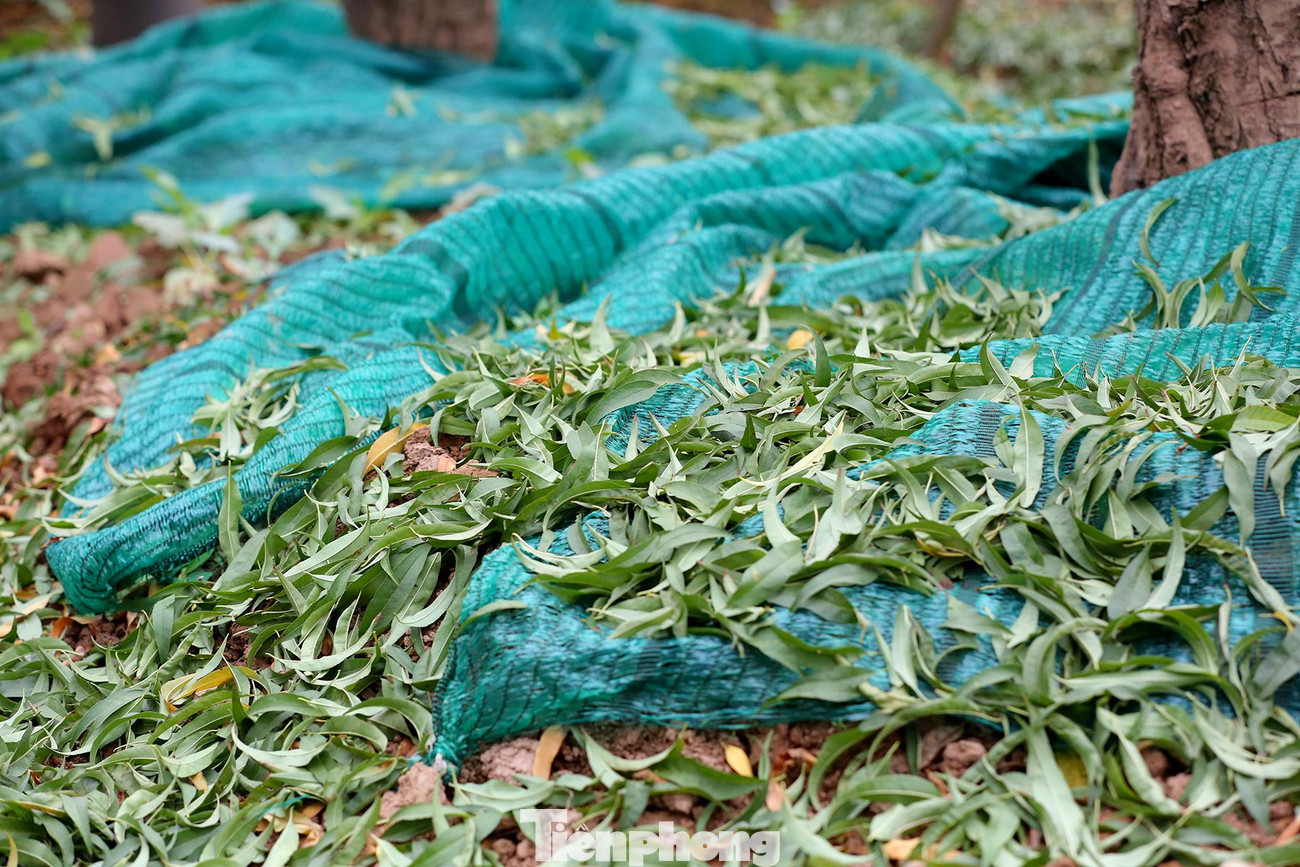 Theo những người trồng đào lâu năm, công đoạn tuốt lá đào đòi hỏi sự cẩn thận và tỉ mỉ. Tuốt lá để không gây hại đến các mắt hoa, bởi đây là những nụ hoa chuẩn bị nở.