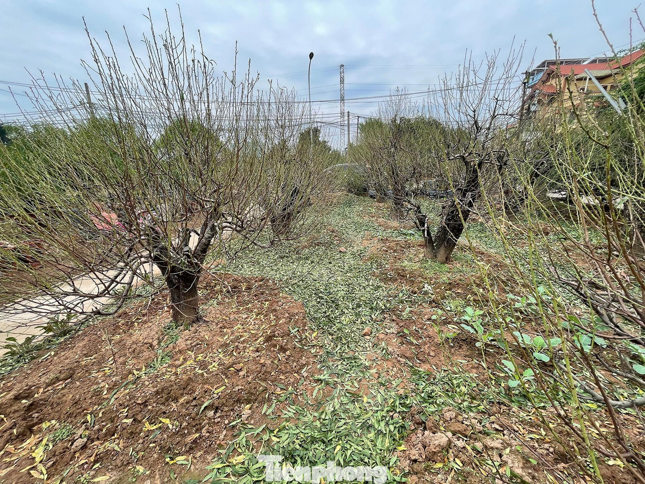 Cuối tháng 10 âm lịch là thời điểm người trồng đào Hà Nội bắt đầu tuốt lá, chuẩn bị cho công đoạn nuôi mắt, cho đào ra nụ.