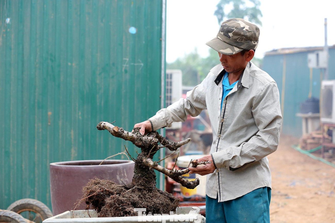 Với các các gốc đào thất thốn, việc chăm sóc cây đòi hỏi nhiều công sức và tỉ mỉ.