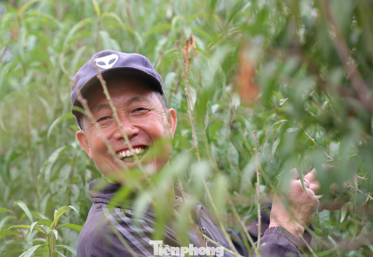 Người dân địa phương cho biết, việc tuốt lá đào phải được thực hiện đúng thời điểm để đào có thể ra được mắt, nuôi dưỡng mắt đào để cho ra những nụ hoa to, đẹp và đều đúng dịp Tết.