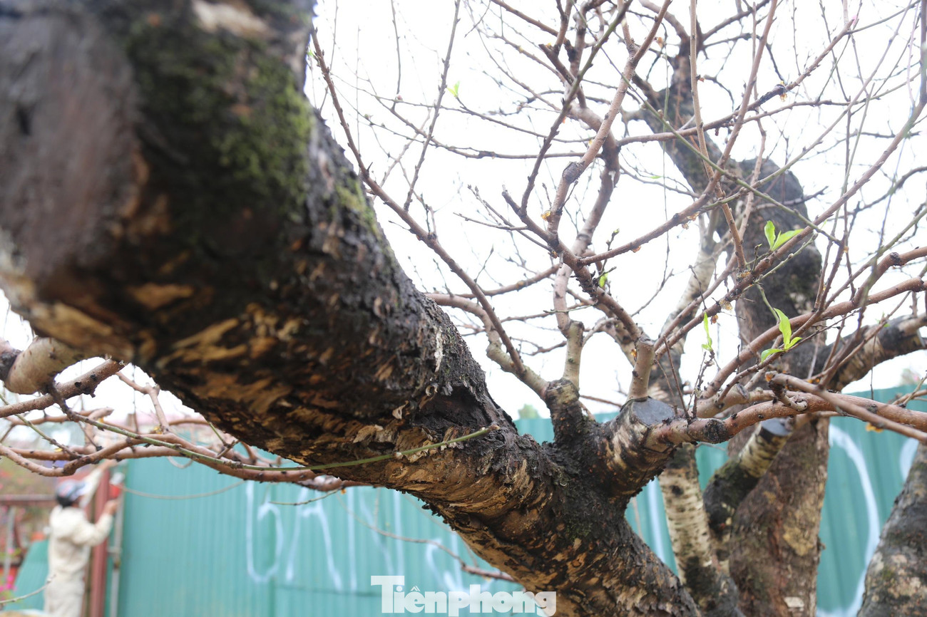 Thân cây có nhiều loại rêu cổ thụ tạo nên nét đẹp tự nhiên, tô điểm thêm cho những bông hoa đào nở sớm. Thân cây có nhiều loại rêu cổ thụ tạo nên nét đẹp tự nhiên, tô điểm thêm cho những bông hoa đào nở sớm.