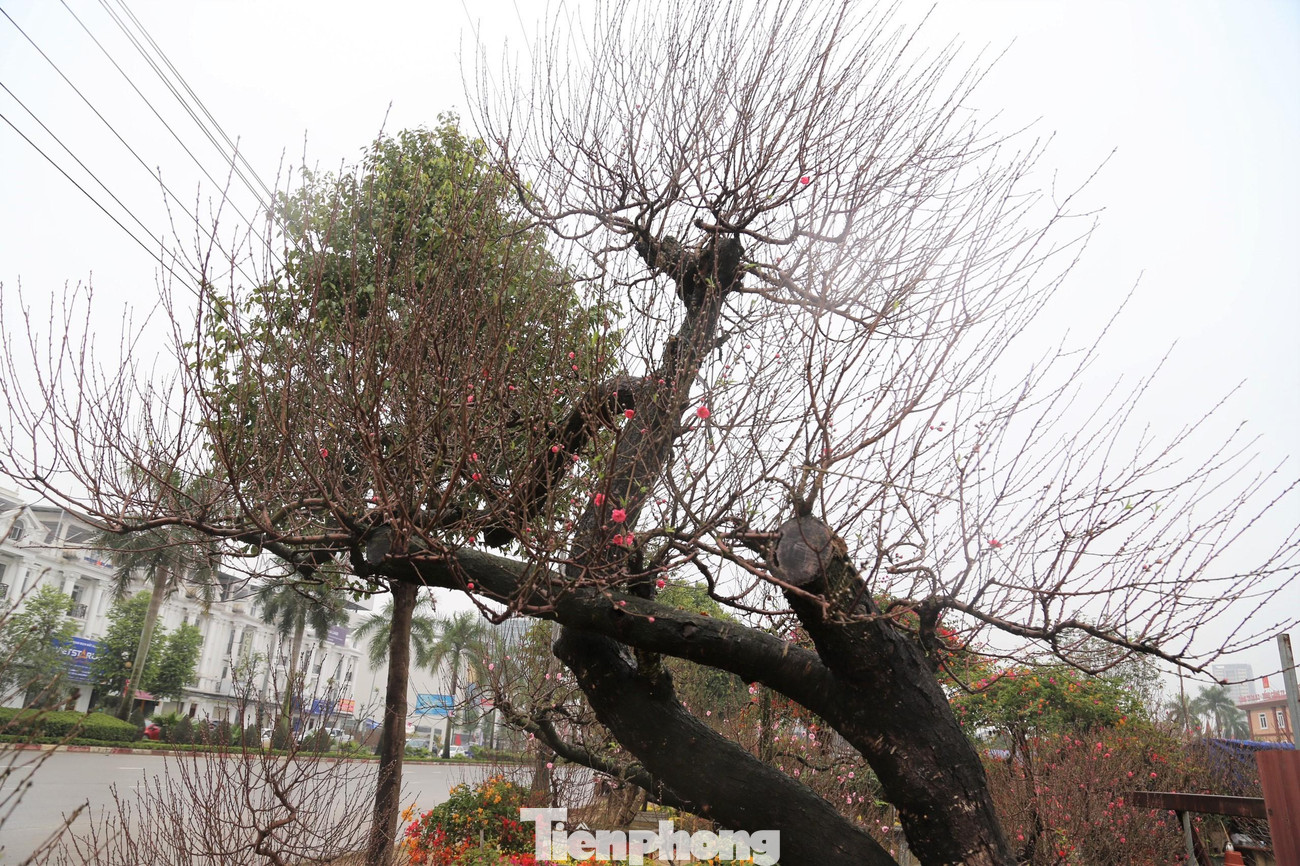 Cây đào cổ thụ này cao hơn 5m, có rất nhiều cành và chi chít nụ. Cây đào cổ thụ này cao hơn 5m, có rất nhiều cành và chi chít nụ.