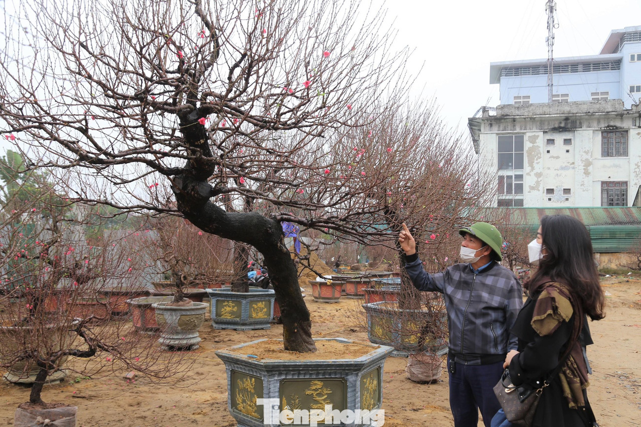 Ngoài ra, nhà vườn anh Công còn có các loại đào cho thuê và bán có giá từ 10 - 60 triệu đồng/cây. Trong ảnh, anh Công đang giới thiệu đào cho khách. Cây đào này có giá 40 triệu đồng. Ngoài ra, nhà vườn anh Công còn có các loại đào cho thuê và bán có giá từ 10 - 60 triệu đồng/cây. Trong ảnh, anh Công đang giới thiệu đào cho khách. Cây đào này có giá 40 triệu đồng.