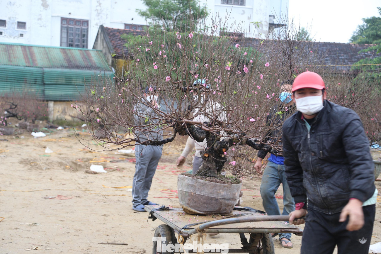 Những cây đào nhỏ, giá "mềm" hơn được đại đa số người dân mua về trưng Tết. Những cây đào nhỏ, giá "mềm" hơn được đại đa số người dân mua về trưng Tết.
