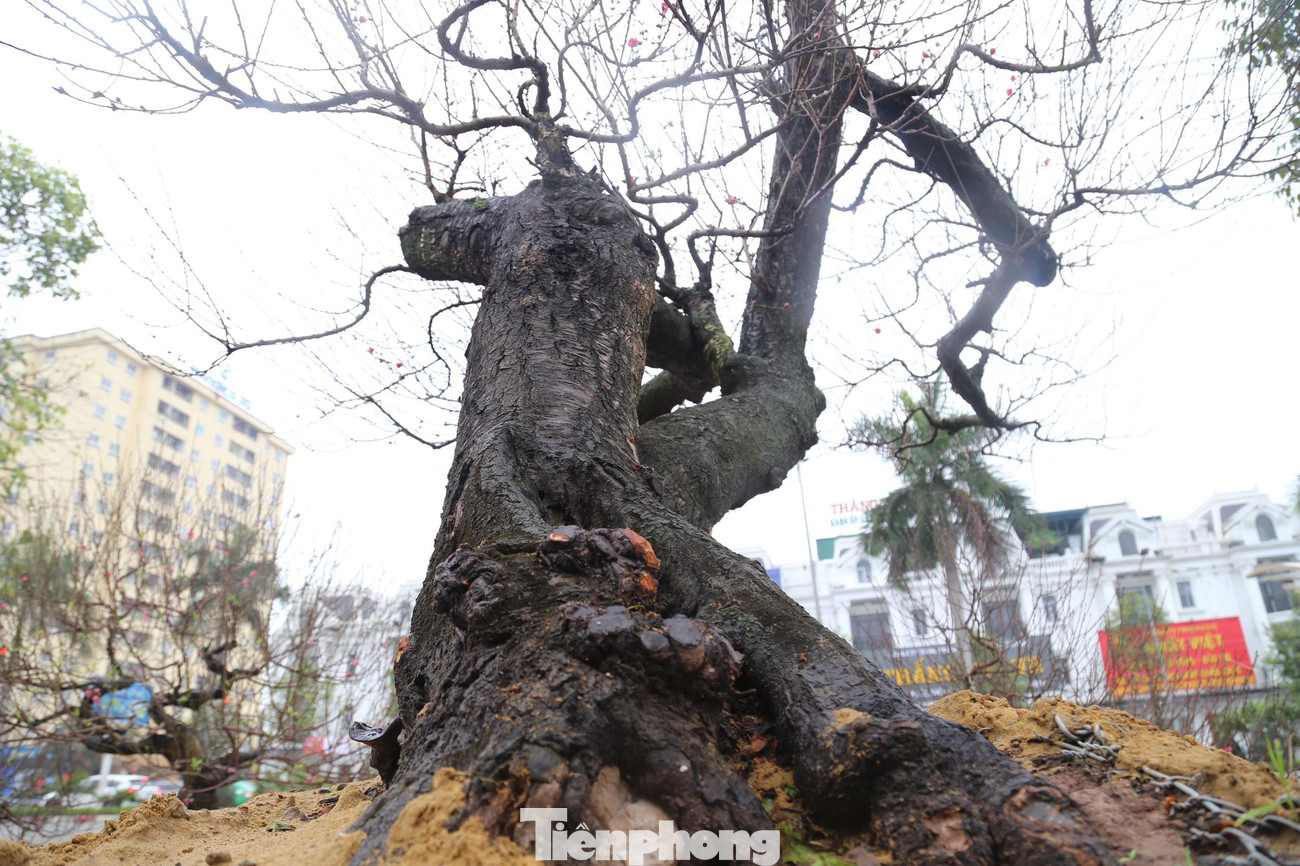 Anh Công cho biết, năm nay anh đầu tư hơn 2 tỷ đồng để mua các loại đào phai và đào bích về Nghệ An bán trong những ngày Tết. Anh thuê 17 xe tải chở đào từ các tỉnh Nam Định và Hải Phòng về bán, cho thuê kiếm lời. Nhà vườn của anh Công thuộc dạng lớn nhất ở khu vực Bắc Trung Bộ. Anh Công cho biết, năm nay anh đầu tư hơn 2 tỷ đồng để mua các loại đào phai và đào bích về Nghệ An bán trong những ngày Tết. Anh thuê 17 xe tải chở đào từ các tỉnh Nam Định và Hải Phòng về bán, cho thuê kiếm lời. Nhà vườn của anh Công thuộc dạng lớn nhất ở khu vực Bắc Trung Bộ.
