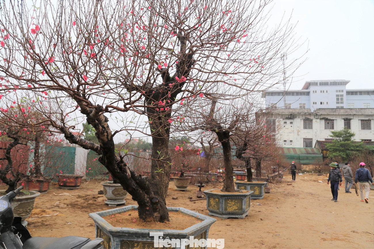 Những ngày này, trên tuyến đường đại lộ Lê Nin (TP Vinh, Nghệ An), các nhà vườn đã bắt đầu đánh chuyển các cây đào đẹp, gốc đào “khủng” bày dọc con đường này để phục vụ người dân đón Tết. Nhiều cây đào được bán và cho thuê với giá từ 100 – 130 triệu đồng/cây. Những ngày này, trên tuyến đường đại lộ Lê Nin (TP Vinh, Nghệ An), các nhà vườn đã bắt đầu đánh chuyển các cây đào đẹp, gốc đào “khủng” bày dọc con đường này để phục vụ người dân đón Tết. Nhiều cây đào được bán và cho thuê với giá từ 100 – 130 triệu đồng/cây.