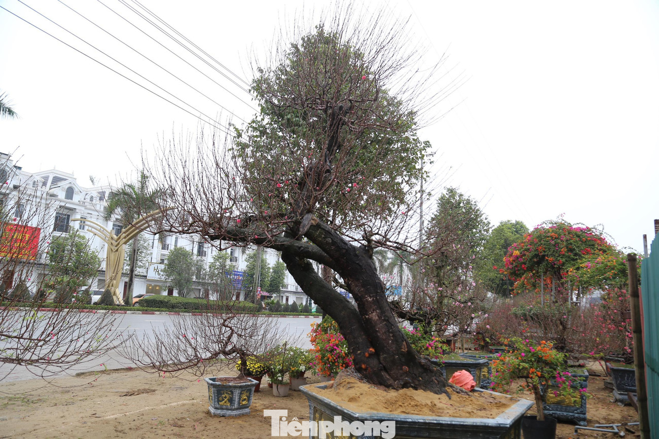 Anh Hoàng Văn Công (nhà vườn Thành Công) là chủ nhân của cây đào cổ thụ cho thuê giá hơn 100 triệu đồng/cây. “Gia đình nhà tôi chuyên về đào cổ thụ. Thời tiết năm nay thuận lợi nên hoa đào nở đẹp. Cách đây vài ngày, một cây đào cổ thụ cho thuê với giá 130 triệu đồng đã được một khách hàng ở thị xã Hoàng Mai thuê. Trong vườn hiện còn một cây đào cổ thụ cho thuê là 120 triệu đồng”, anh Công chia sẻ. Anh Hoàng Văn Công (nhà vườn Thành Công) là chủ nhân của cây đào cổ thụ cho thuê giá hơn 100 triệu đồng/cây. “Gia đình nhà tôi chuyên về đào cổ thụ. Thời tiết năm nay thuận lợi nên hoa đào nở đẹp. Cách đây vài ngày, một cây đào cổ thụ cho thuê với giá 130 triệu đồng đã được một khách hàng ở thị xã Hoàng Mai thuê. Trong vườn hiện còn một cây đào cổ thụ cho thuê là 120 triệu đồng”, anh Công chia sẻ.