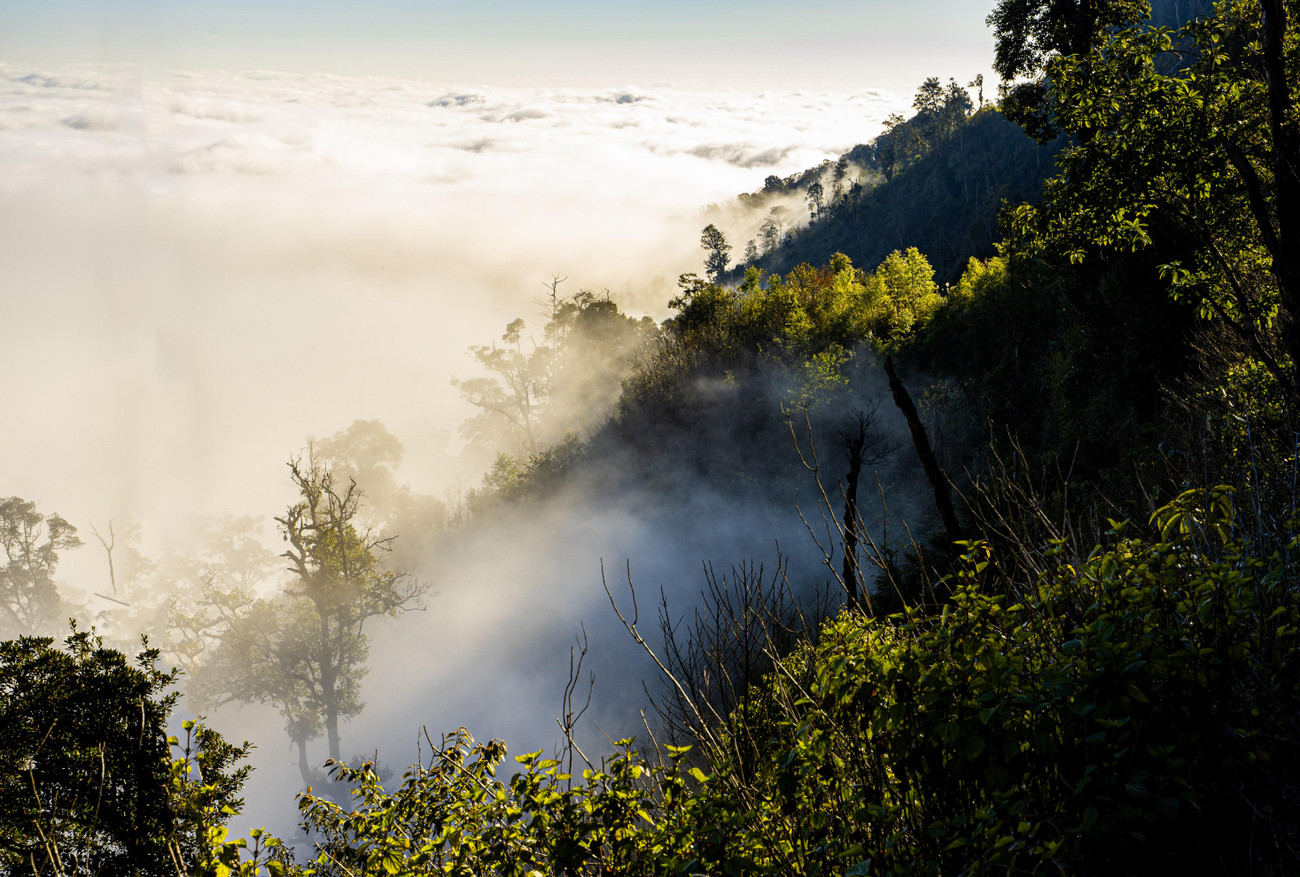 Mây luồn qua những tán cây. Mây trắng bồng bềnh ôm trọn đỉnh Pu Xai Lai Leng (giáp biên giới Việt – Lào). Pu Xai Lai Leng cao 2.720m, được mệnh danh là nóc nhà của xứ Nghệ.