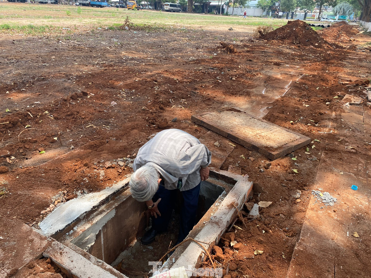 Hàng cây sao 30 năm tuổi ở Buôn Ma Thuột nguy cơ đổ gãy vì bị chặt rễ ảnh 8
