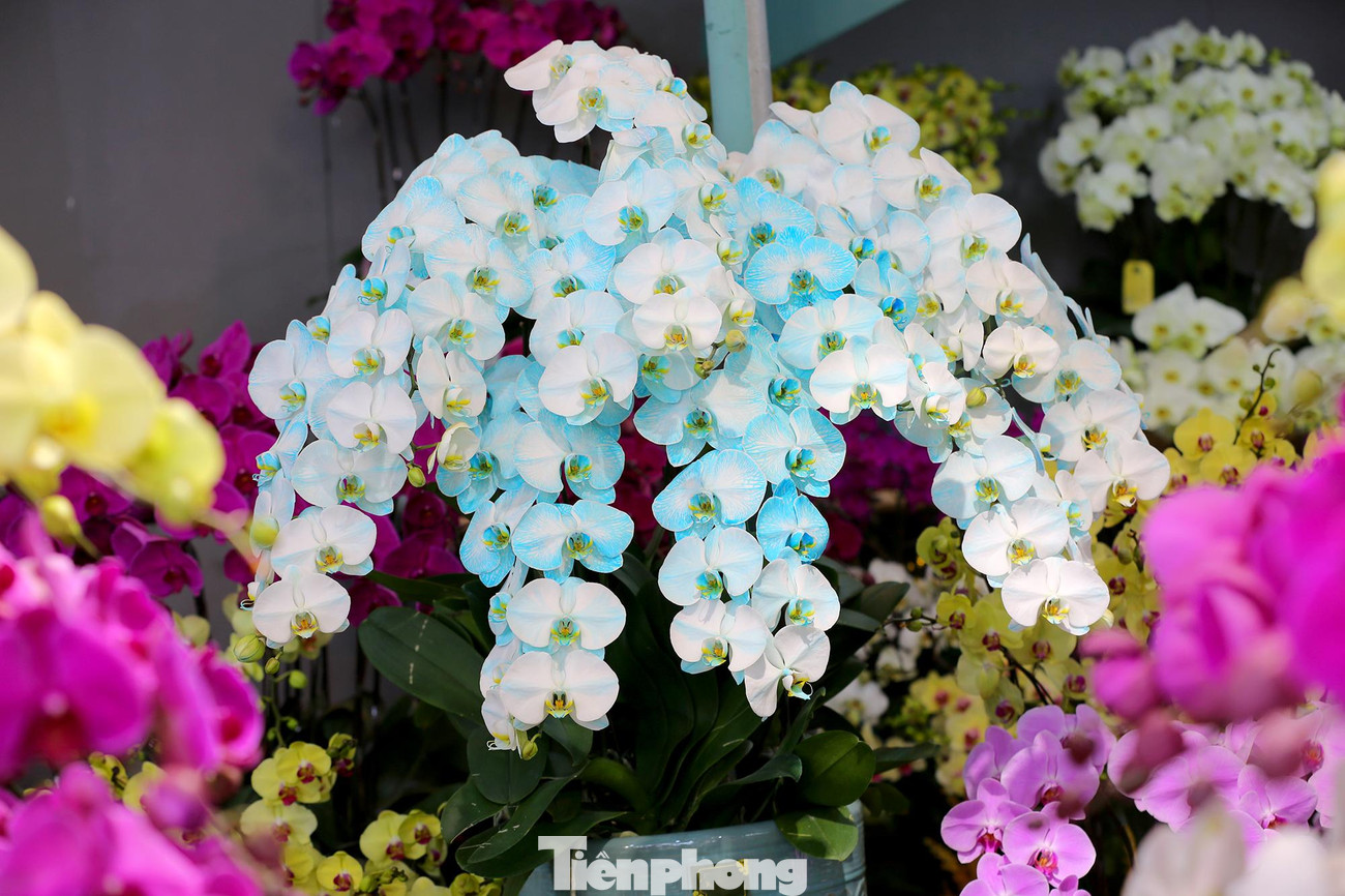Những chậu lan hồ điệp đủ sắc màu khoe sắc chờ chủ nhân đến rinh về chơi Tết.