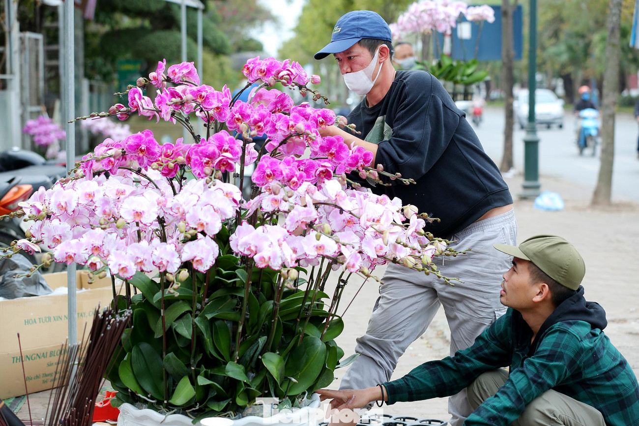 Những nghệ nhân vẫn miệt mài tạo kiểu cho các chậu lan hồ điệp.