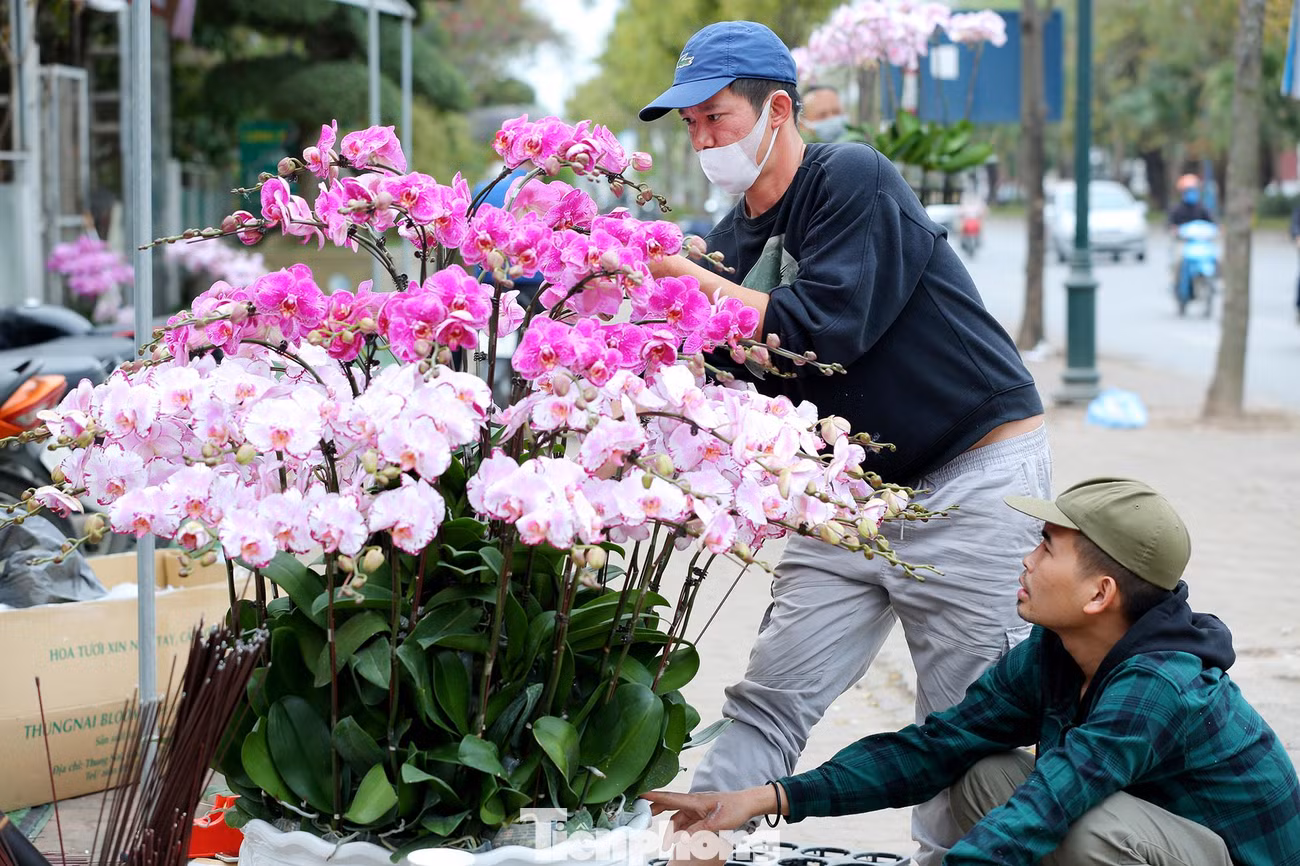 Những nghệ nhân vẫn miệt mài tạo kiểu cho các chậu lan hồ điệp.